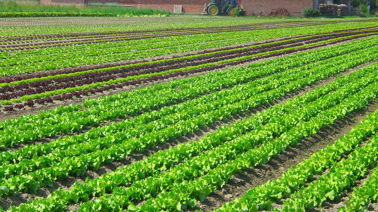 salad, plantation, vegetables-976336.jpg